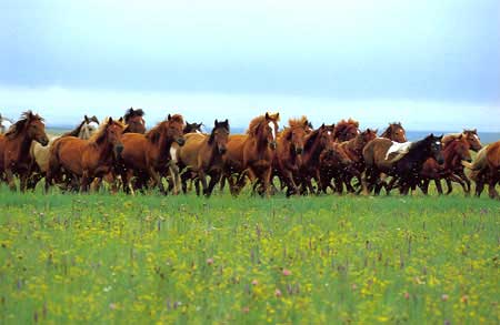呼伦贝尔闻都旅行社-呼伦贝尔闻都旅行社