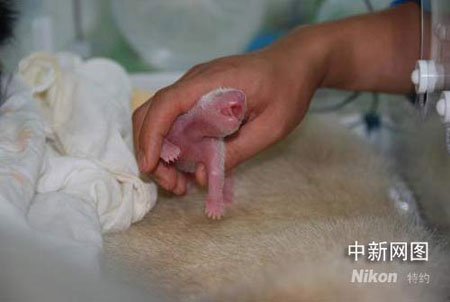 大熊猫龙欣产下双胞胎 赠台大熊猫喜添外甥-大