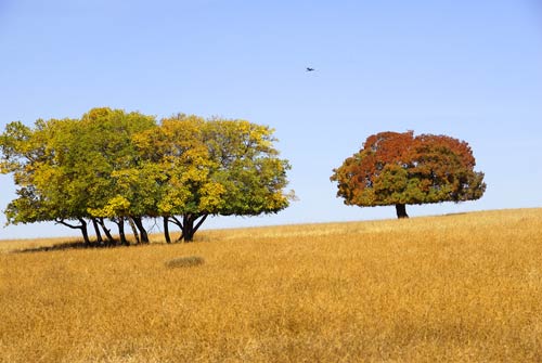 兴安盟科右中旗五角枫自然保护区风景(组图)