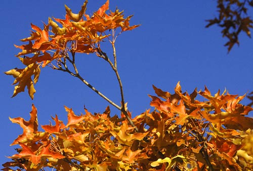 兴安盟科右中旗五角枫自然保护区风景(组图)
