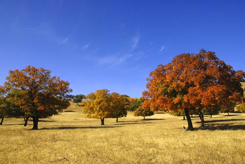兴安盟科右中旗五角枫自然保护区(组图)
